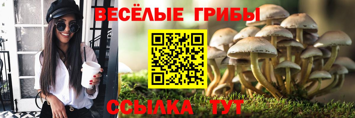 Новочебоксарск  Псилоцибиновые грибы Psilocybe  Вход с VPN 